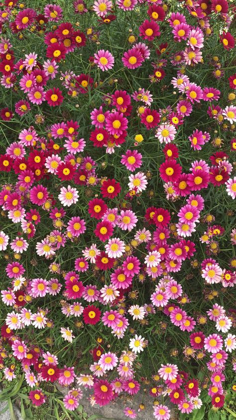 Nails Happy Birthday, Pretty Flowers Photography, Lavender Paint, Photos Flowers, Arte Do Kawaii, Flowers Photography Wallpaper, Flower Iphone Wallpaper, Nothing But Flowers, Pretty Landscapes