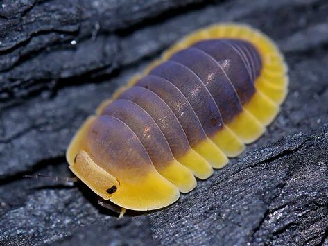 ISOPODS | Isopod Duck Isopod, Isopods Cute, Big Isopod, Pill Bug Art, Rubber Duck Isopod, Isopod Aesthetic, Isopod Pfp, Rubber Ducky Isopod, Clown Isopod