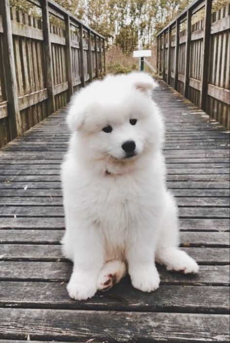 Baby Samoyed Puppy, Cute Samoyed, Samoyed Puppies, Fluffy Dog Breeds, Big Fluffy Dogs, Samoyed Dog, Samoyed Puppy, Samoyed Dogs, Super Cute Puppies