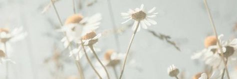 Daisy Banner Discord, Hd Notion Cover, Notion Cover, Flower Header, Facebook Header, Header Tumblr, Fb Banner, Linkedin Background, Cute Twitter Headers