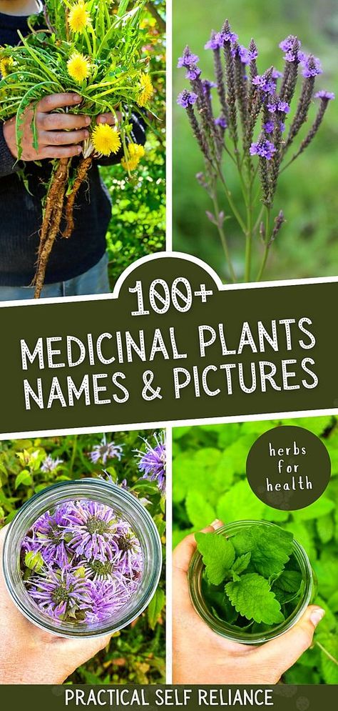 Unlock the power of nature's remedies with this extensive collection of 100+ medicinal plants. Explore their names and pictures, learn about their uses, and harness their healing properties. From elderberry to St. John's Wort, dandelion to blue vervain, and bee balm to many more, this blog post is your comprehensive guide to herbal medicine. Embrace the world of natural remedies and empower yourself with the knowledge of healing herbs and flowers. Medical Garden Medicinal Plants, Medical Plants Medicine, Foraging Medicinal Plants, Medicinal Herbs And Their Uses, Herbal Plants Medicine, Herb Knowledge, Medicinal Plants And Their Uses, Herbalism Recipes, Plants And Their Uses