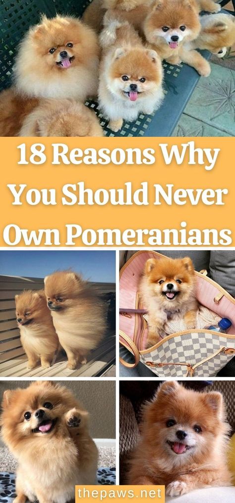 Pomeranians will change your life. Don’t get one of these monsters. It will be the worst thing you ever do! Here are 18 reasons why. Pomeranian Teddy Bear Cut, Pomeranian Puppy Haircut, Wolf Sable Pomeranian, Cute Pomeranian Puppies, Pomeranian Training, Pomeranian Teacup, Pomchi Puppies, Teddy Bear Pomeranian, Pomeranian Facts