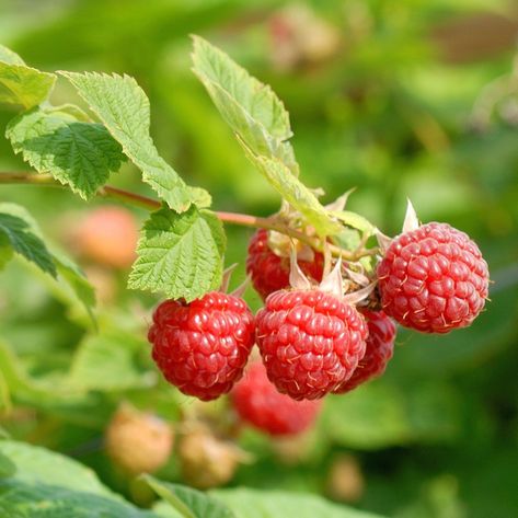 Winter Planting - No clue where to start searching for the prefect solution for your needs? Search no further, check out Amazon for everything you need. Raspberry Plant, Growth Height, Raspberry Bush, Growing Raspberries, Raspberry Plants, Berry Plants, Full Sun Plants, Canned Fruit, Red Raspberry