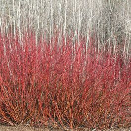 Landscape Natural Planting Privacy Screen Design, Pictures, Remodel, Decor and Ideas - page 22 Redtwig Dogwood, Red Osier Dogwood, Red Twig Dogwood, Russian Sage, Twig Dogwood, Creeping Jenny, Ornamental Grasses, Ideas Pictures, Small Trees