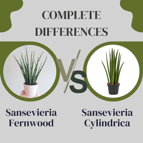 Sansevieria Fernwood vs Sansevieria Cylindrica - Complete Difference Sansevieria Fernwood, Planting In Sandy Soil, African Spear, Sansevieria Cylindrica, Plant Problems, Sandy Soil, House Plants Indoor, Growing Indoors, Snake Plant