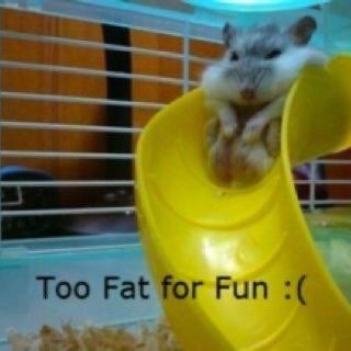 fat hampt Fat Hamster, Fat Rat, Fat Animals, Animal Captions, A Hamster, In Memes, Cute Hamsters, Hamsters, Slide In