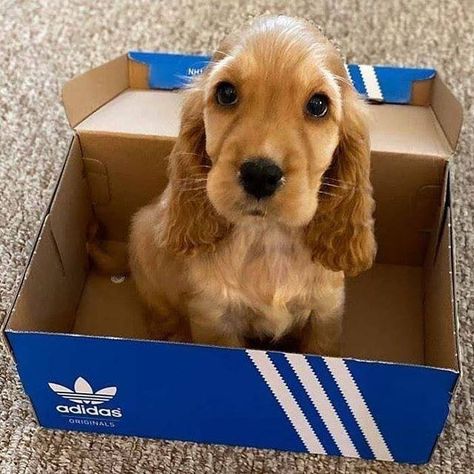 cocker spaniel on Instagram: “daddy bought new shoes and i got a new box😊❤🐶⠀⠀ , , 📸 @reggietheredcocker #cockerspaniel #cockerspanielofamerica #cockerspanielofuk…” Draw Cute Cat, Golden Cocker Spaniel Puppies, Cocker Spaniel Anglais, Golden Cocker Spaniel, Your Dog, Dog Humor, Dog Mama Shirt, Super Cute Puppies, Cocker Spaniel Puppies