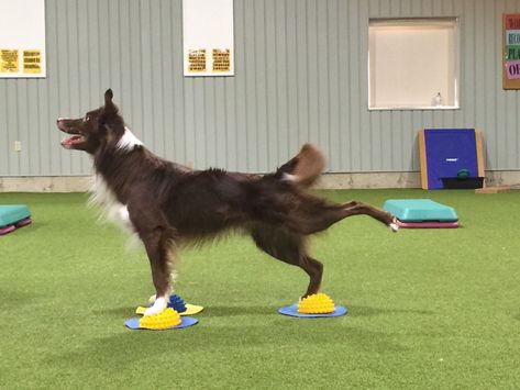 Dog Fitness, Dog Gym, Fit Dogs, Dog Sports, Dog Physical Therapy, Search And Rescue Dogs, Dog Conditioner, Agility Training For Dogs, Agility Training