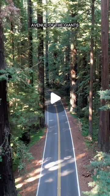 Peter on Instagram: "Scenic Drives in California - Part 1

✅ Follow me @peterowenfilms for Scenic Drives in Cali!

✅ Save this video for later!

Im exited for this series because I have been road tripping all over California and found some gorgeous drives. This one is a favorite. 

📍 Avenue of the Giants 

#redwoods #redwood #roadtrip #scenicdrive #california #cali #californiaroadtrip #scenic #avenueofthegiants" Avenue Of The Giants, California Bucket List, California Travel Road Trips, The Giants, Scenic Drive, Road Trips, State Park, State Parks, Cali