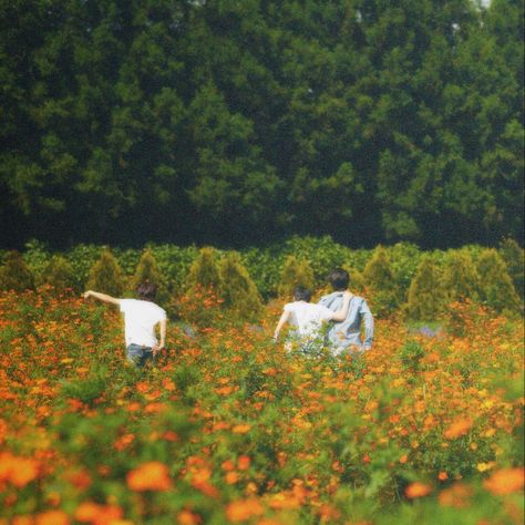 Enhypen Summer Concept, Enhypen Concept Trailer, Orange Flower Enhypen, Enhypen Orange Blood Concept, Orange Blood Enha, Orange Pfp Aesthetic, Enhypen Concept Photo, Enhypen Orange, Blood Photos