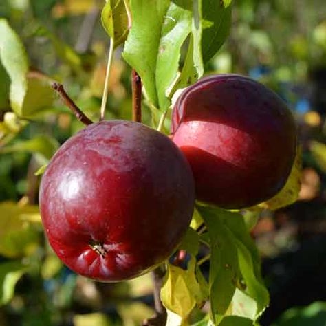 Fall Foraging, Crab Apples, Crabapple Tree, Pink Fruit, High Sugar, Apple Trees, Fruit Flowers, Hard Cider, Crab Apple