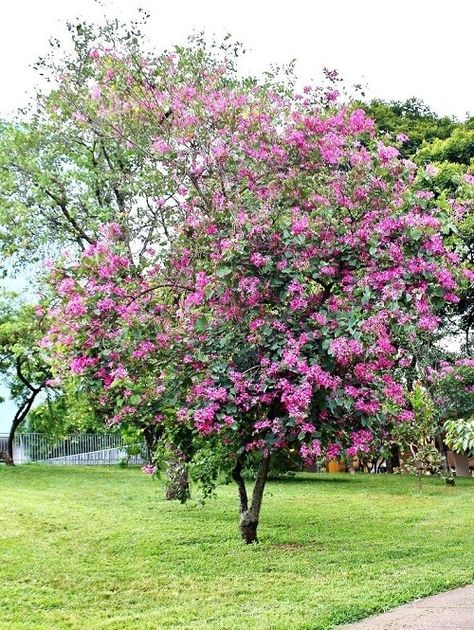 Are you wondering what could be the Best Purple Flower Trees in Texas? We are going to make it easy for you! Find out the best ones here! Orchid Tree, Early Spring Flowers, Tropical Tree, Bonsai Plants, Tree Seeds, Purple Orchids, Shade Trees, Bonsai Garden, Flowering Shrubs