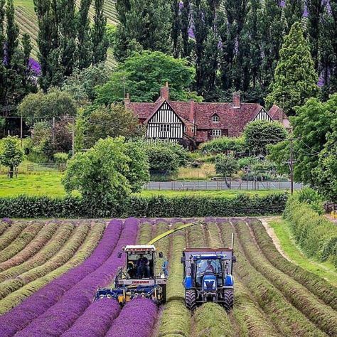 English Country Cottages, Lavender Garden, Beautiful Scenery Pictures, Lavender Farm, Lovely Lavender, Beautiful Castles, Lavender Fields, Beautiful Architecture, Landscape Photos