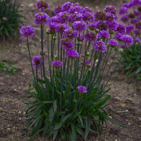 Armeria 'Ballerina Lilac' Thrift Potted Lilac, Types Of Lilac Flowers, Lilac Flower Uses, Pink White Lilac Flowers, Lilac Varieties, Overwintering, Border Plants, Lilac Flowers, Garden Seeds