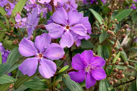 The princess flower (Tibouchina urvilleana) is best grown in tropical and subtropical gardens. It features gorgeous purple blossoms. Tibouchina Urvilleana, Shade Plants Container, Tall Potted Plants, Agapanthus Plant, Gardenia Plant, Dianthus Flowers, Florida Gardening, Plant Pests, Princess Flower