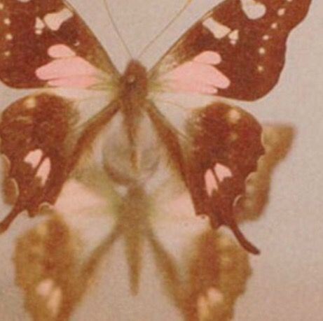 Brown Aesthetic, Phone Themes, A Butterfly, Vintage Aesthetic, Wall Collage, Pretty Pictures, Aesthetic Pictures, Art Inspo, We Heart It