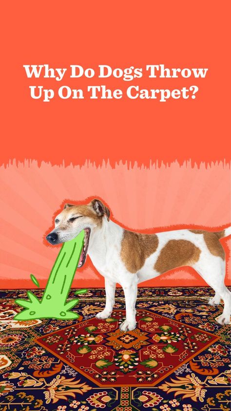 Why do dogs seem to prefer throwing up on carpet rather than hardwood or tile? A vet shared some interesting theories. Plus, read tips on the best ways to clean up pet vomit from carpeting. How To Clean Dog Throw Up On Carpet, Interesting Theories, Dog Throwing Up, Nothing But Love, Dog Pee, Old Towels, Dog Cleaning, Dog Diet, English Bulldog Puppy