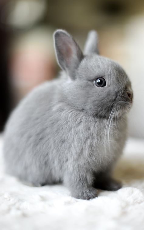 Softly Grey Grey Bunny Aesthetic, Rabbit Aesthetic, Aesthetic Gray, Gray Bunny, Grey Rabbit, Cute Bunny Pictures, Grey Bunny, Bunny Pictures