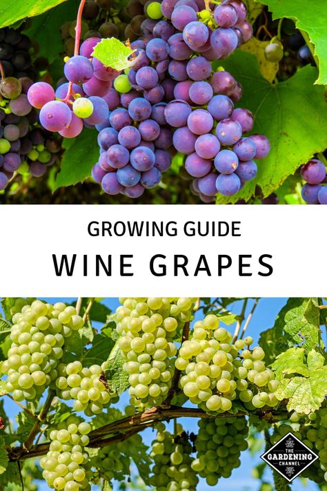 Mini Vineyard, Cocktail Meatballs Grape Jelly, Bible Plants, Grape Vine Pruning, How To Grow Grapes, Backyard Vineyard, Growing Wine Grapes, Seed Sprouting, Grapes Growing