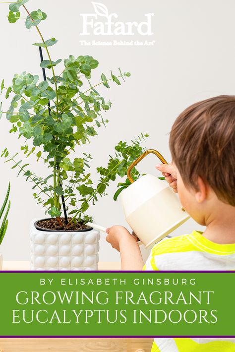 Potted Eucalyptus Tree, Caring For Eucalyptus Plant Indoors, Eucalyptus Indoor Plant, Indoor Eucalyptus Tree, Indoor Eucalyptus Plant, Planting Eucalyptus Outside, Growing Eucalyptus Indoors, How To Grow Eucalyptus Indoors, How To Grow Eucalyptus