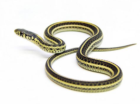 A juvenile western plains garter snake, Thamnophis radix haydeni from Burleigh County, North Dakota. Garter Snake Drawing, Garder Snake, Snake Drawings, Snake Morphs, Japanese Drawing, Garden Snakes, Small Snake, Garter Snake, Pretty Snakes