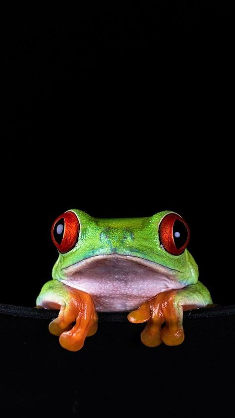 Frog Reference Photo, Frog Head Drawing, Frog Face Drawing, Pictures Of Frogs, Frogs Wallpaper, Frog Images, Drawing Ideas Colorful, Red Eyed Frog, Frog Face