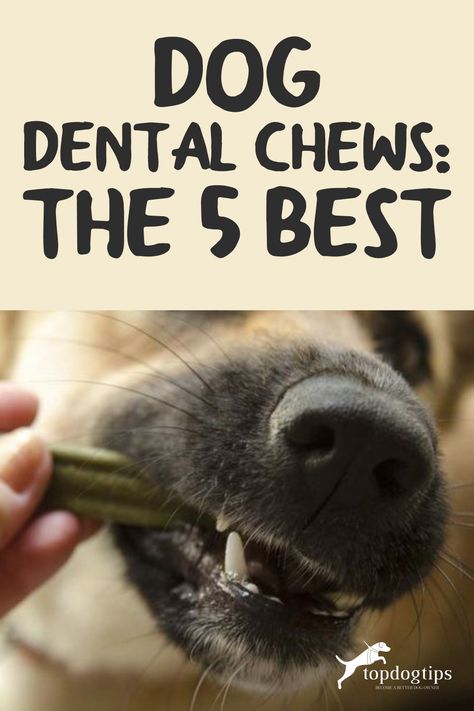 Dog dental chews are designed to be both an attractive toy and an effective product for improving dental health. Know which are the 5 best dog dental chews recommended by vets! 💯 Diy Dog Dental Chews, Dog Teeth Care, Dog Dental Treats, Dog Dental Chews, Dog Dental Health, Dog Toothpaste, Colorful Hairstyles, Dog Breath, Bichon Frise Dogs