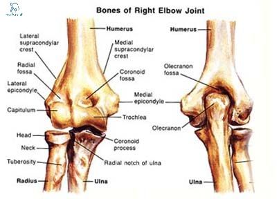 elbow-joint-anatomy Elbow Anatomy, Muscular System Anatomy, Radius And Ulna, Joints Anatomy, Human Skeleton Anatomy, Skeleton Anatomy, Elbow Pain, Chronic Pain Relief, Human Anatomy And Physiology