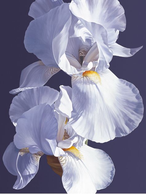 Oil painting - White Iris - Linda Alexander ROI Watercolor Irises, Irises Painting, Iris Art, Iris Painting, Flower Oil Painting, Virtual Flowers, White Iris, Watercolor Architecture, Dress Art