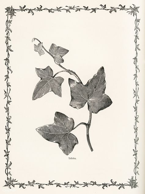 Ivy Tattoo Black And White, English Ivy Drawing, How To Draw Ivy Vines Step By Step, Ivy Leaf Drawing, English Ivy Tattoo, Ivy Botanical Illustration, Ivy Leaf Tattoo, Ivy Sketch, Ivy Drawing