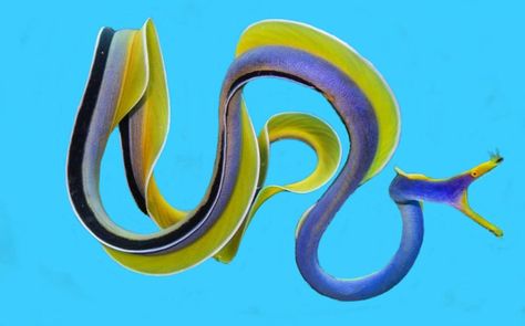 Ribbon Eel (Rhinomuraena quaesita) Eel Art, Ribbon Eel, Cool Sea Creatures, Moray Eel, Amazing Animal Pictures, Deep Sea Creatures, Aquatic Life, Marine Aquarium, Underwater Creatures