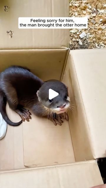 AnimalLove Stories on Instagram: "A young man rescued an orphaned otter  #animallove #animalovers #animalsofinsta #animalrescue #rescue #rescuesofinstagram #rescueanimals #rescueanimalsofinstagram #fyp #ottersofinstagram" Beautiful Rare Animals, Cute Otter Pictures, Animal Funny Videos, Otter Videos, Baby Animals Adorable, Funny Baby Animals, Cute Animals Videos, Animal Videos Funny, Otters Funny