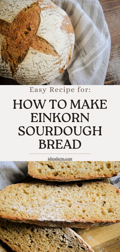 Easy Recipe for How to Make Einkorn Sourdough Bread Einkorn Sourdough Bagels, Einkorn Sourdough Bread Recipe, Einkorn Sourdough Sandwich Bread, Einkorn Bread Machine Recipe, Sweet Sourdough Bread Recipe, Einkorn Sourdough Bread, Sourdough Boule Recipe, Best Sourdough Starter Recipe, Light Bread