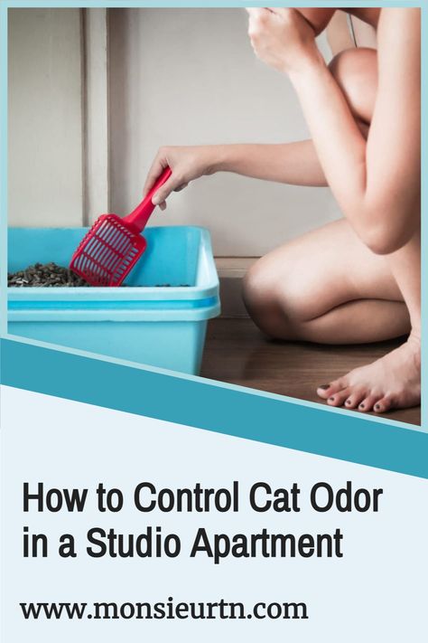 Cat Odor Eliminator, Cat Litter Smell, Cat Liter, Litter Box Smell, Diy Litter Box, Toilet Odor, Hidden Litter Boxes, Cat Urine Smells, Room Deodorizer