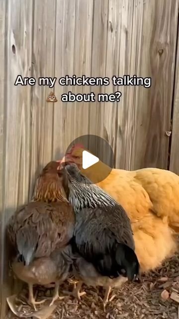 Chicken Heaven🐥🐥 on Instagram: "They are 100% gossiping about you 😏🤣 
.
.
.
🎬 Via: TikTok @pharrcydefarm____________
.
.
.
#chickencoop #chickenmom #chickenrun #chicken #chickenmama" Chicken Mom, Urban Homestead, Viral On Tiktok, Urban Homesteading, Chicken Runs, Pet Chickens, One Year Ago, Backyard Chickens, Chickens Backyard