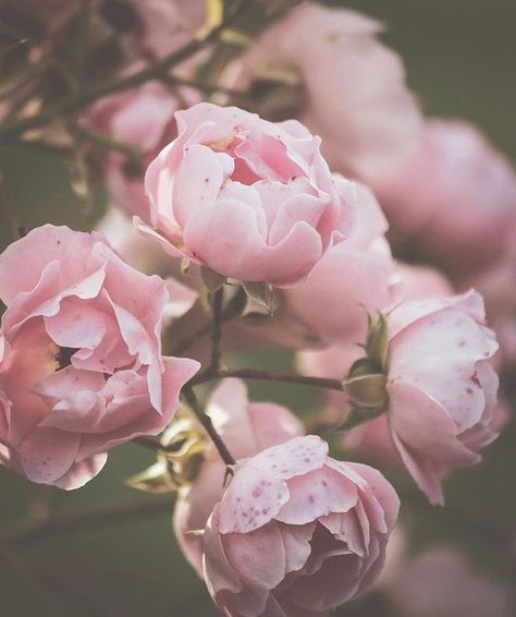 Rose Tattoo Traditional, Dusty Pink Roses, Selamat Hari Valentine, How To Remember, Roses Art, Pink Photography, Aesthetic Roses, Flowers Background, Wallpaper Flower