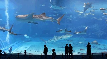 Shark Gif, Churaumi Aquarium, Ocean Gif, Aquarium Tanks, Georgia Aquarium, Nicolas Cage, Loki Laufeyson, Star Lord, Whale Shark