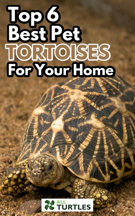 How To Take Care Of A Tortoise, Tortoise Pet Care, Tortoise Vivarium Ideas, Tortoise Tank Ideas Indoor, Greek Tortoise Habitat Indoor, Leopard Tortoise Habitat Indoor, Tortoise Care Tips, Herman’s Tortoise, Redfoot Tortoise Enclosure Indoor