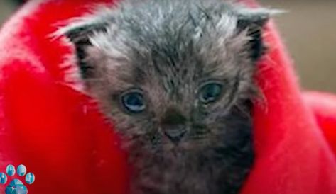 Girl Thought She Rescued An Ordinary Kitten But Commenters Disagreed Umbilical Cord, Newborn Kittens, Grey Kitten, Tiny Kitten, Kitten Rescue, Girl Thinking, Bird Watching, Big Boys, His Eyes