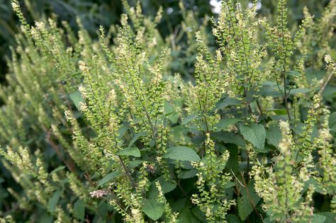 Gardening in shade? Discover 11 gorgeous wildflowers for shade you could grow, all of which are bee-friendly, with expert advice BBC Gardeners' World Magazine. Small Evergreen Shrubs, Media Sombra, Shade Garden Ideas, Shade Tolerant Plants, Plant Palette, Plants For Shade, Piet Oudolf, Woodland Plants, Garden Shade