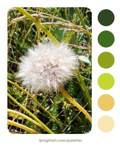 Dandelion seeds colour palette by L.J. Knight. See more at https://ljknightart.com/palettes #color #colour #palette #colorpalette #colourpalette  #plant Dandelion Color Palette, Dandelion Color, Palettes Color, Dandelion Seeds, Colour Palettes, Color Pallets, Colour Palette, Color Inspiration, Dandelion