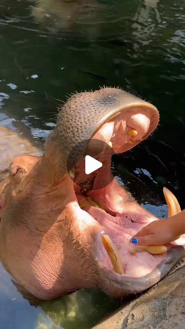 home_of_fritz_the_hippo on Instagram: "Fiona falls asleep during her mouth massage!

#teamfiona #teamfritz #hippo #hippopotamus #cincinnati #cincinnatizoo" Hippopotamus, Cincinnati, Massage, On Instagram, Instagram