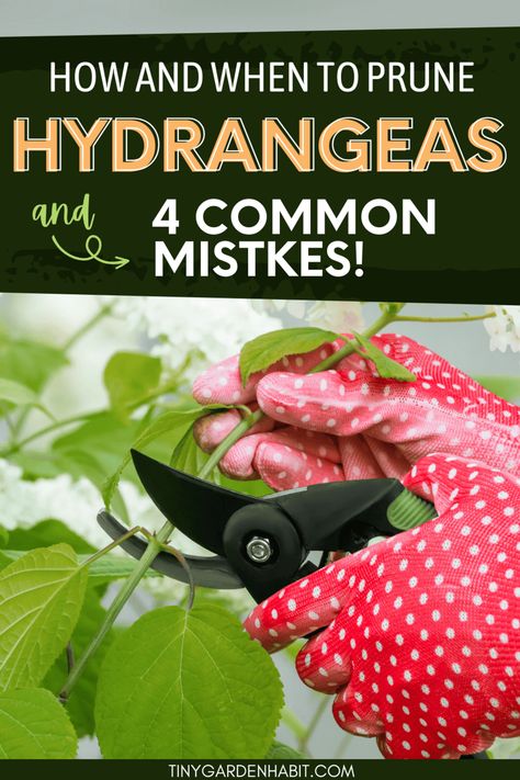 Prune Your Hydrangeas NOW! Here's The Right Way To Do It Prune Hydrangeas, When To Prune Hydrangeas, Pruning Hydrangeas, Seedlings Indoors, Types Of Mulch, Types Of Hydrangeas, Bigleaf Hydrangea, Smooth Hydrangea, Panicle Hydrangea