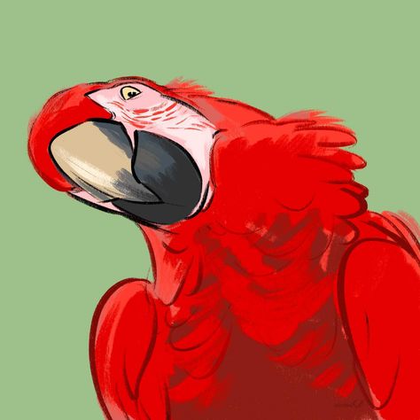 Characters - Bird + Reptile • Instagram Parrot Character Illustration, Scarlet Macaw Tattoo, Parrot Character Design, Macaw Parrot Drawing, Macaw Drawing, Bird Art Drawing, Cartoon Parrot, Cute Simple Drawings, Parrot Illustration