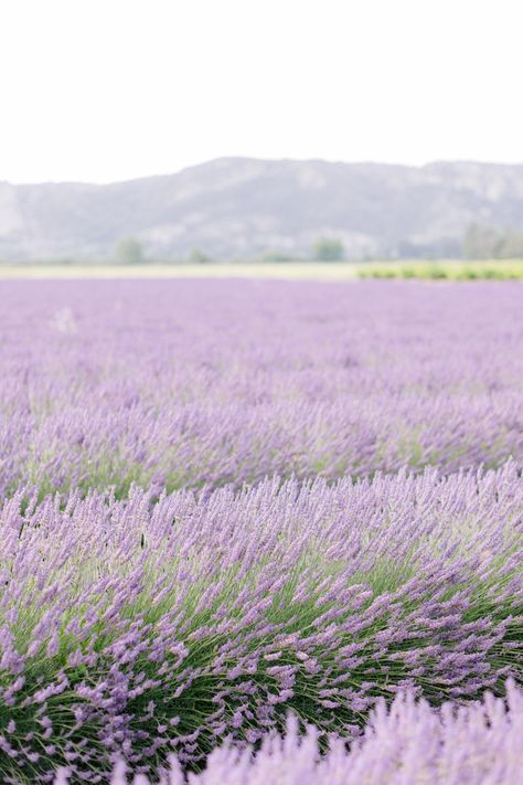 A Provence Lavender Fields Photoshoot with Claire Macintyre is the ulitmate vacation experience! Fields Photoshoot, Provence Lavender Fields, Lavender Photography, Lavender Drink, Provence Lavender, Lavender Haze, The Art Of Storytelling, Lavender Field, Lovely Lavender