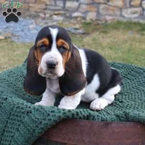 Bassett Hound Puppy, Miniature Basset Hound, Baby Basset Hound, Basset Hound Puppies, Greenfield Puppies, Basset Hound Beagle, Hound Dogs, Basset Hound Puppy, Nothing To See Here