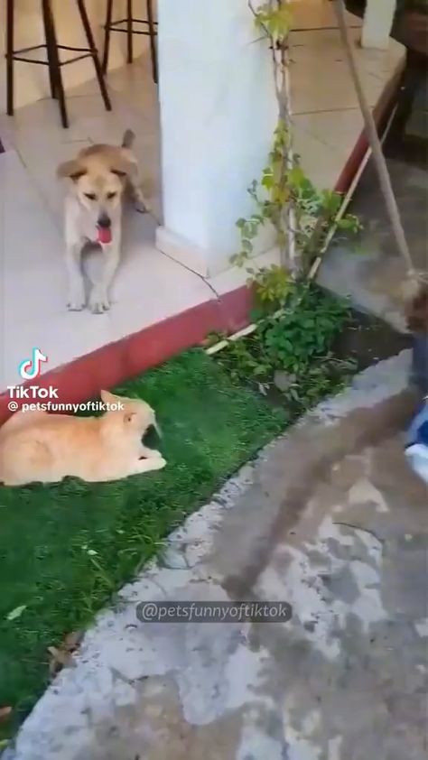 Video memes Ias6fW6qB by THE_PSYCHO_WOLF_: 22 comments - iFunny Cats Vs Dogs, Cat Vs Dog, Dog Attack, Orange Cat, Dog Memes, Shiba Inu, Funny Animal Videos, Dog Life, Cool Cats