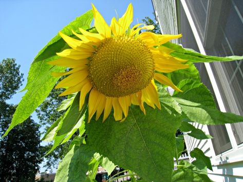 мамонта подсолнечника, спад Mammoth Sunflower, August Garden, Summer Flowers Garden, Flowers Water, Planting Sunflowers, Starting Seeds Indoors, Sunflower Garden, Starting A Garden, Hardy Perennials