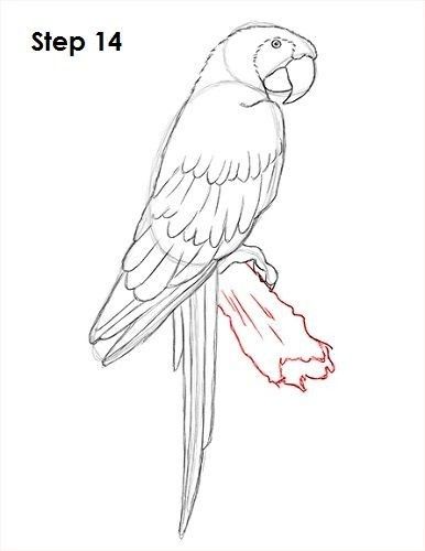 Parotts Bird Drawing, Parrot Drawing Simple, Macaw Sketch, Parrot Outline, Drawing Birds Easy, Macaw Drawing, Macaw Art, Parrot Drawing, Bird Painting Acrylic