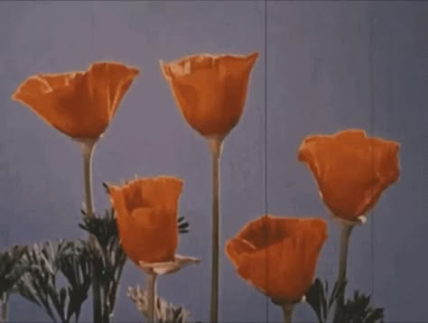 Aesthetic Flower GIF - Aesthetic Flower Bloom - Discover & Share GIFs Wallpaper Retro, New Retro Wave, Orange Aesthetic, Aesthetic Gif, Retro Aesthetic, Aesthetic Vintage, Vintage Aesthetic, Nickelodeon, Flower Power